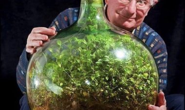 Жәй ғана қызығушылықпен бөтелкеге егілген өсімдік бұл күнде өте үлкен зерттеуге арқау болған.